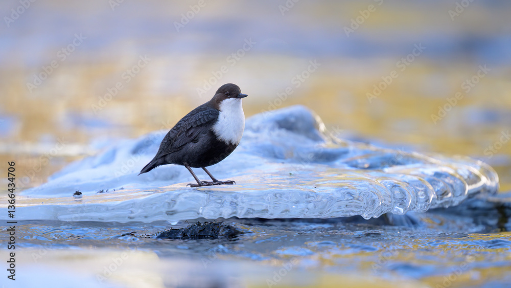 White-throated dipper (Cinclus cinclus) in river in winter