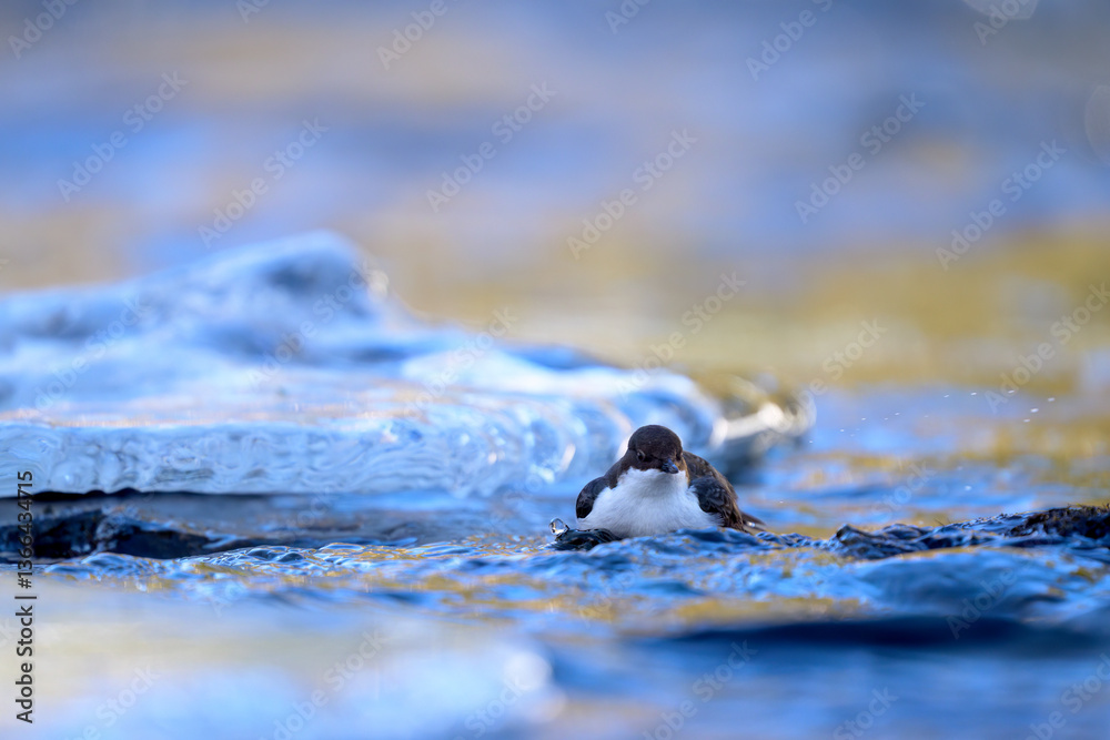 White-throated dipper (Cinclus cinclus) in river in winter