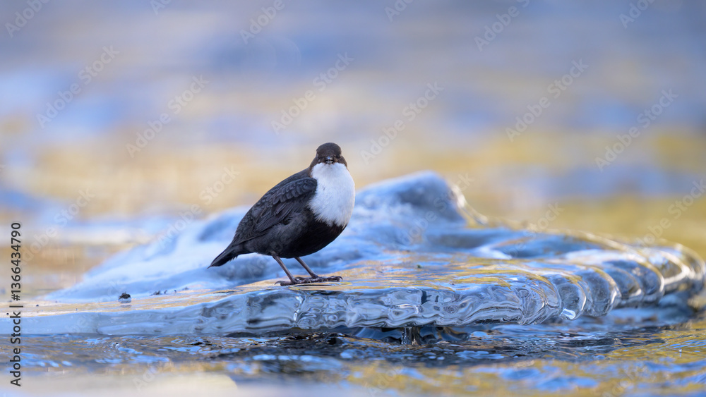 White-throated dipper (Cinclus cinclus) in river in winter
