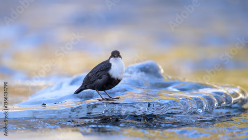 Obraz na płótnie White-throated dipper (Cinclus cinclus) in river in winter w salonie