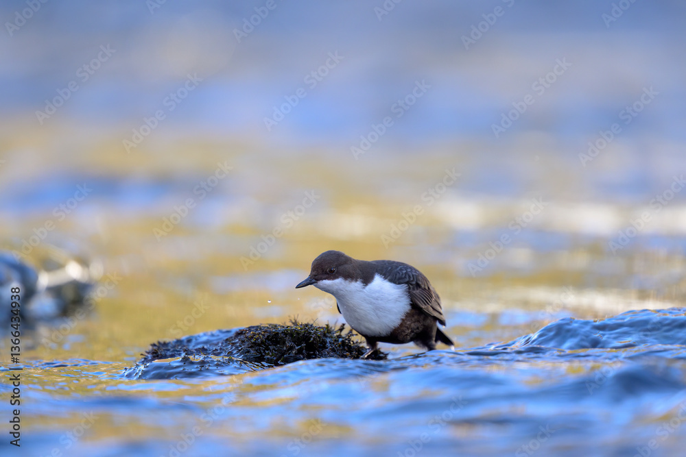 White-throated dipper (Cinclus cinclus) in river in winter