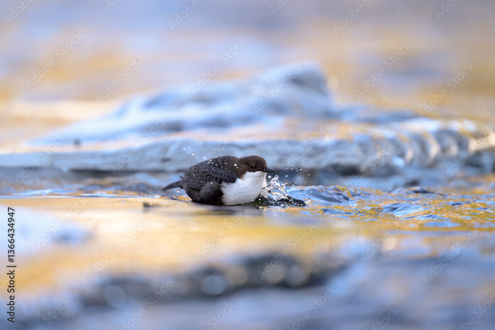 White-throated dipper (Cinclus cinclus) in river in winter