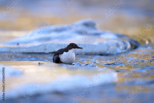 Obraz na płótnie White-throated dipper (Cinclus cinclus) in river in winter w salonie