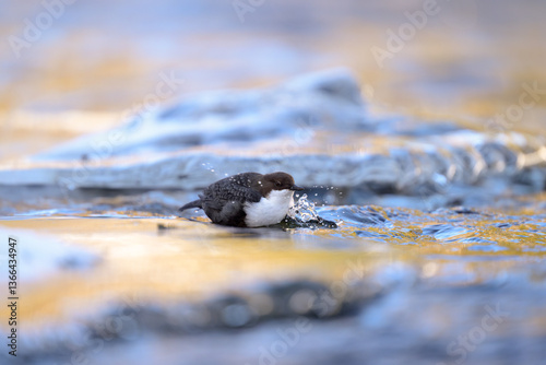 Obraz na płótnie White-throated dipper (Cinclus cinclus) in river in winter w salonie