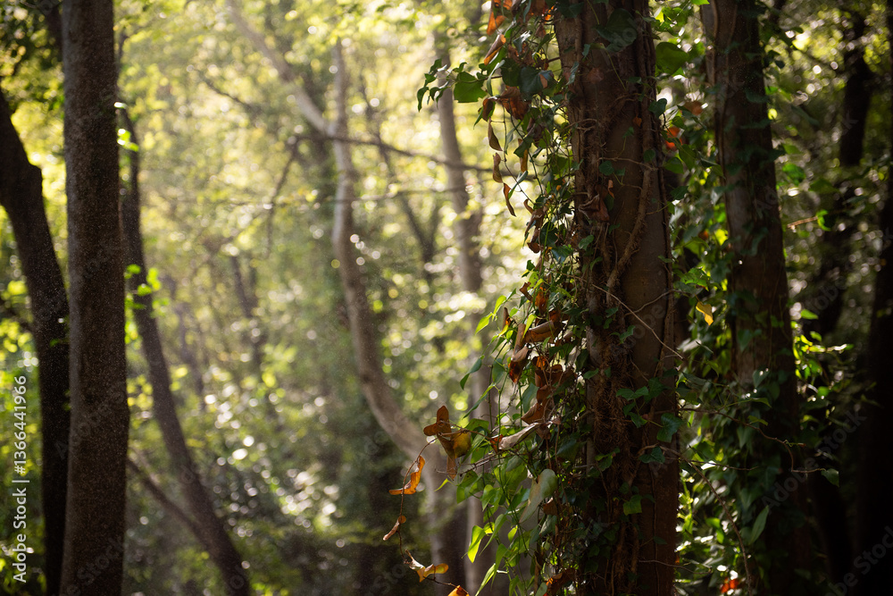 Naklejka premium Sunlight filtering through the lush green canopy of a deciduous forest in Krka national park, Croatia, illuminates a tree trunk draped in climbing ivy, creating a serene scene