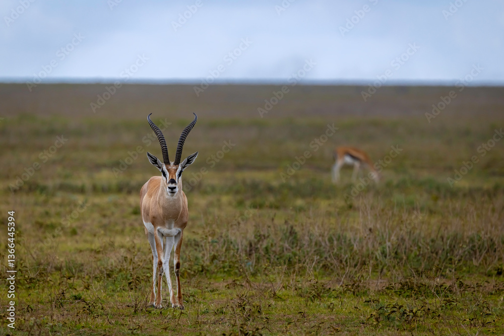 impala in the savannah impala in the savannah