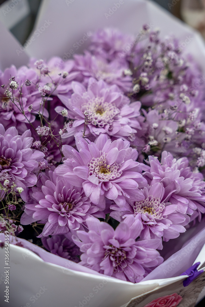 Obraz premium Close up purple chrysanthemum flowers