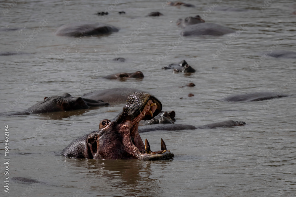 Fototapeta premium hippo in serengeti