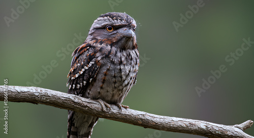 Wallpaper Mural Portrait of Tawny Frogmouth camouflaged against the natural backdrop on a tree branch Torontodigital.ca
