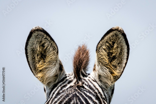 Photography zebra ears