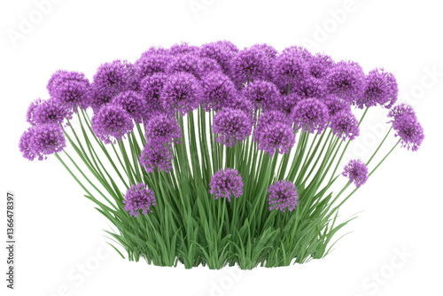 A cluster of purple allium flowers with green stems isolated on a transparent background view from front