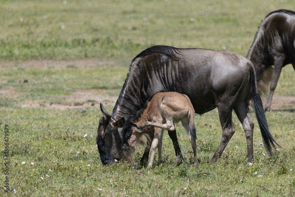 Wildebeest in Serengeti Wildebeest in Serengeti