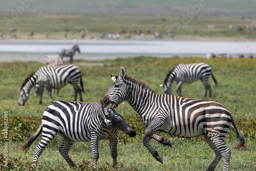 Zebras in the wild of Tanzania