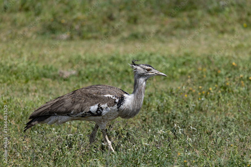 Obraz premium kori bustard