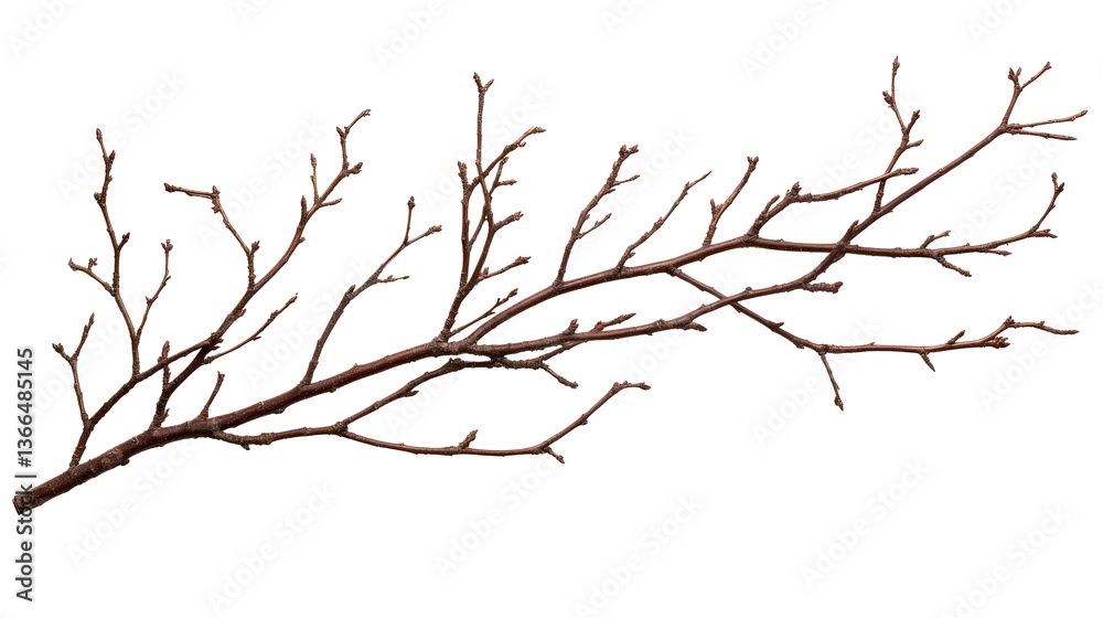 Bare tree branch with buds in spring against black background, cut out transparent Bare tree branch with buds in spring against black background, cut out transparent