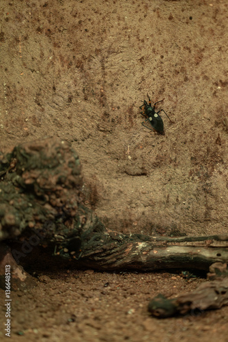 Two-spotted sly beetle in a terrarium.
 photo
