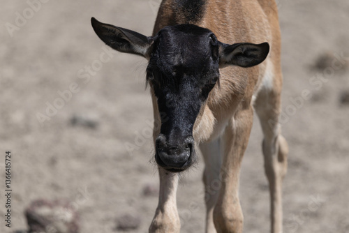 Wildebeest in Serengeti