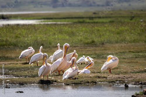 group of pelicans