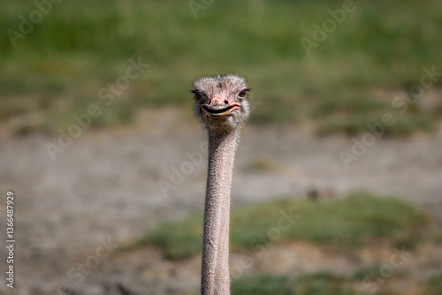 Ostrich in Ngorongoro Crater