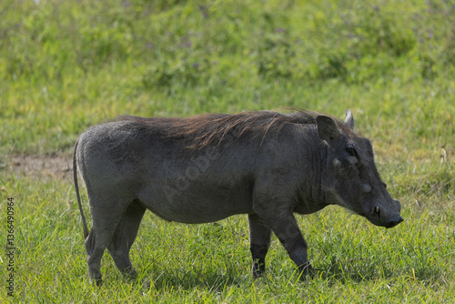 Warzhog