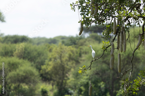 sausage tree tanzania