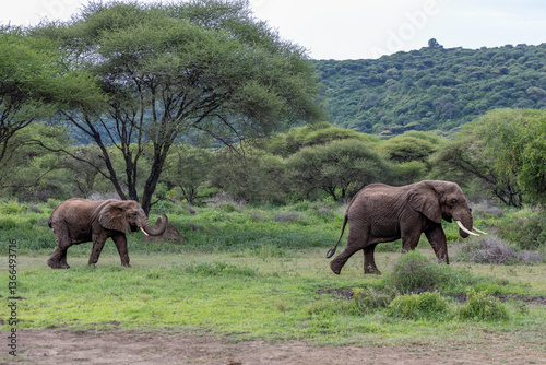 elephants in the wilderness