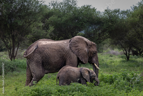 elephants in the savannah