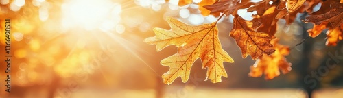 Autumn Leaves Sunlight Park