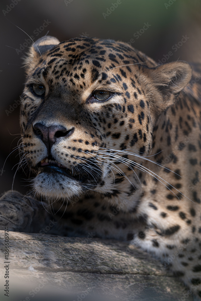 Sri Lankan leopard in detail on the head.