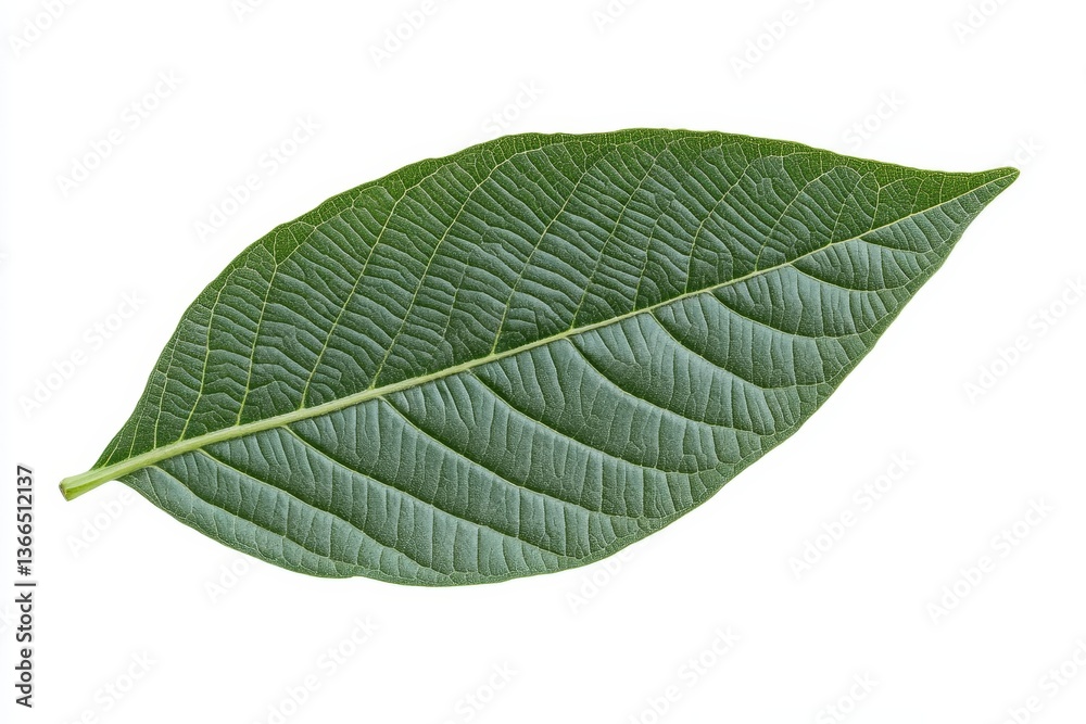 Obraz premium Green leaf isolated on white