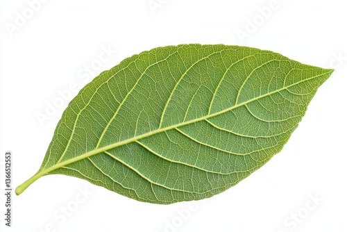 Green leaf, close-up, isolated on white photo