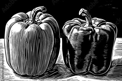 bell pepper vegetable hand drawn sketch black and white illustration