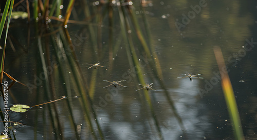 Water striders gracefully gliding across a tranquil wetland pond surface in nature