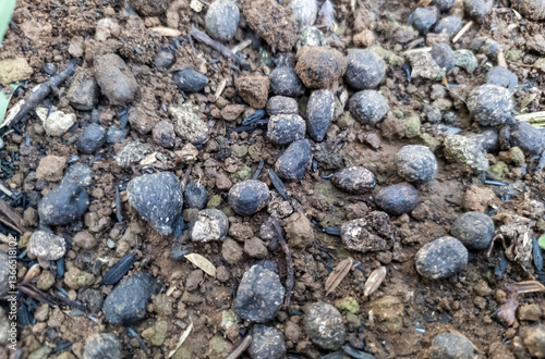 plant fertilizer made from animal manure that is applied to the planting medium