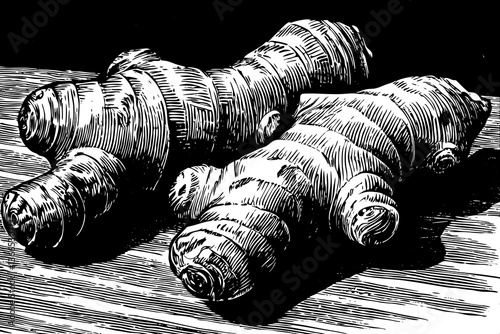 Ginger root vegetable hand drawn sketch black and white illustration