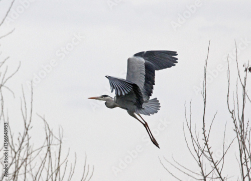 airone cinerino (Ardea cinerea) in volo