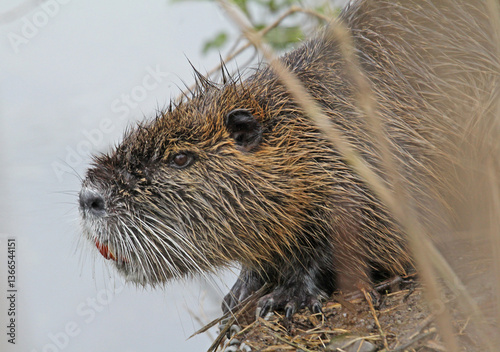 nutria (Myocastor coypus) in primo piano