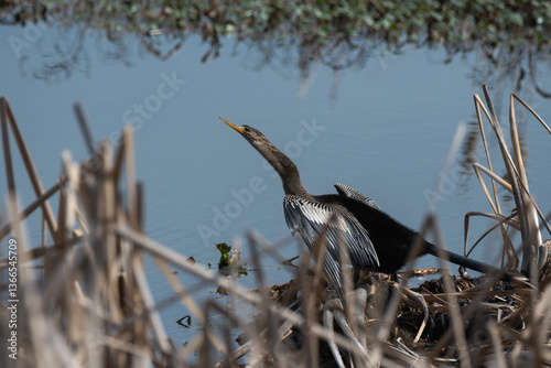 Anhinga Beside the Water