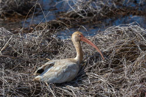 White Ibis Resting in a Wetland