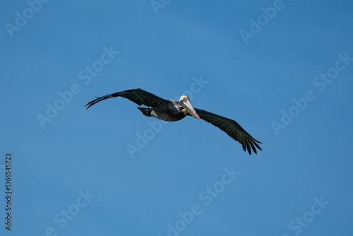 Brown Pelican in Flight