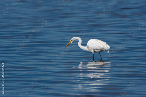 Great Egret Wading in the Water About to Strike