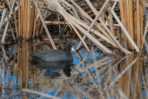 American Coot Swimming by the Reeds