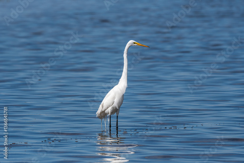 Great Egret Wading in Shallow Water