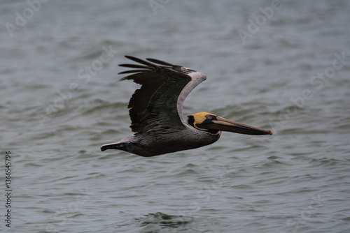 Brown Pelican Flying Over the Ocean
