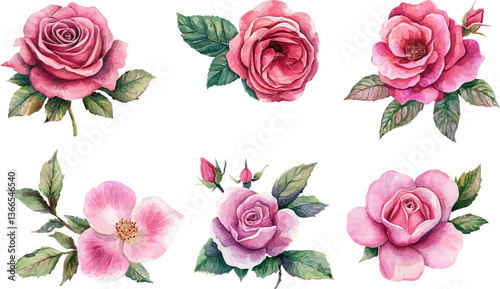 set of roses vector illustration
