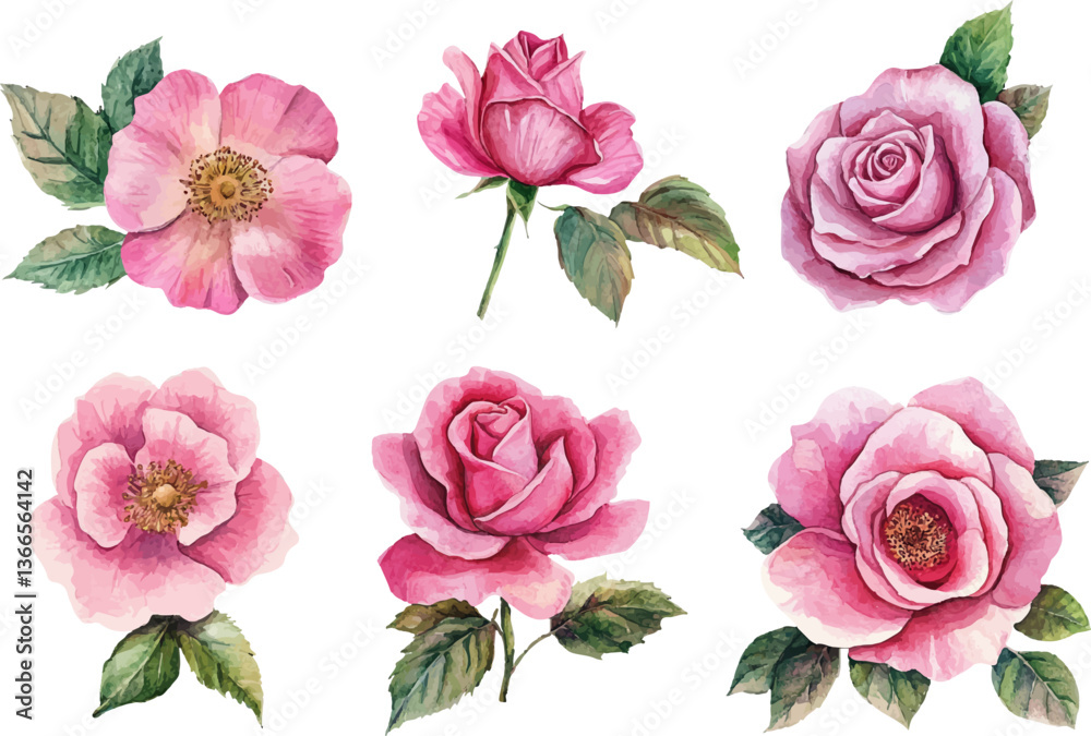 Naklejka premium set of pink roses isolated