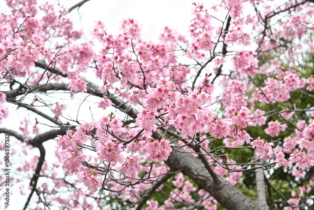 Fototapeta premium pink cherry blossom