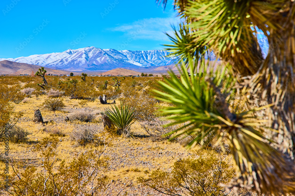 Joshua Trees and Snowy Peaks in Mojave Desert Eye-Level Perspective