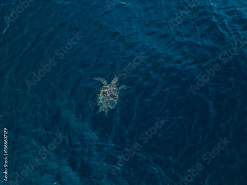 A green sea turtle captured from a drone while swimming in the blue ocean.