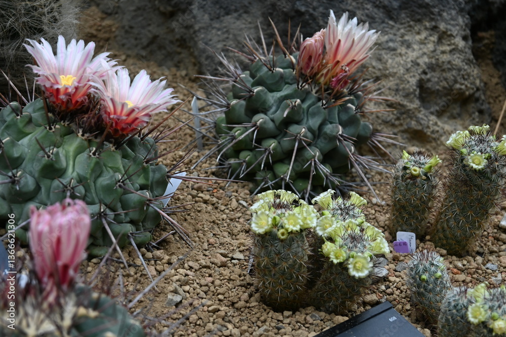 Fototapeta premium cactus